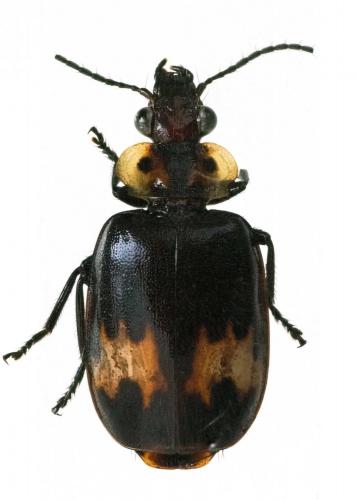 Physodera bousqueti